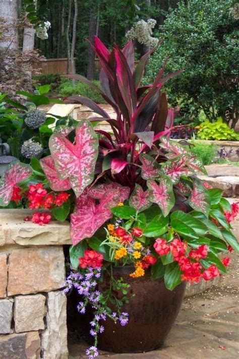 Container Gardening Whats Ur Home Story Plants For Shady Areas