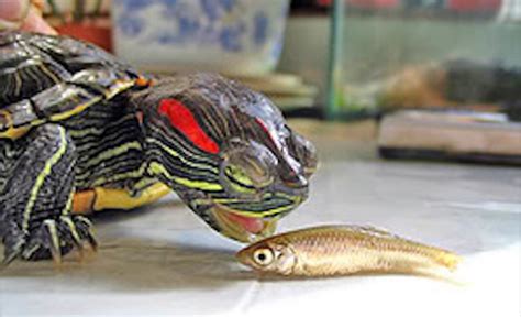 Red Eared Slider Turtle Ultimate Care Sheet For Beginners