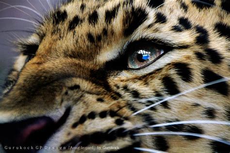 Amur Leopard By Gurukock Gp On 500px Animals Beautiful Amur Leopard