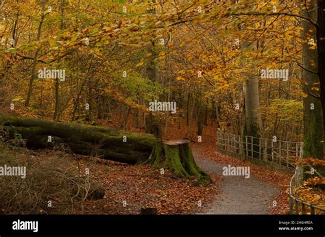 Autumn Colours In Linn Park Glasgow Stock Photo Alamy