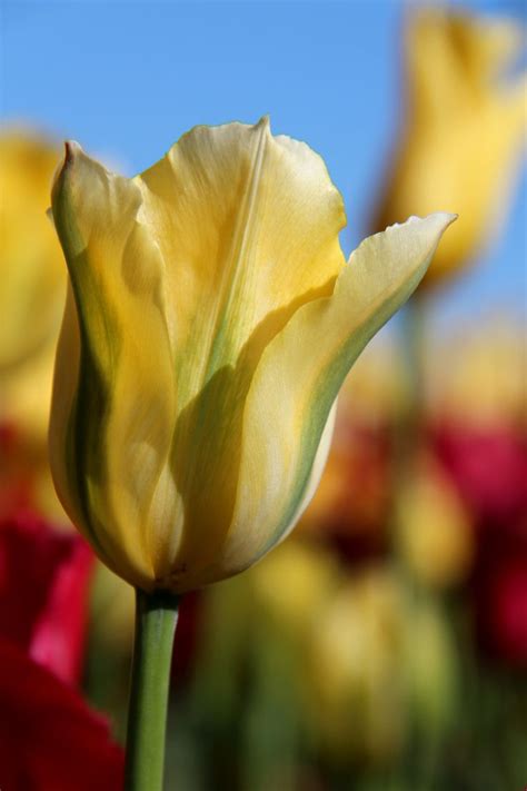A Single Yellow Tulip In Front Of Many Red Flowers