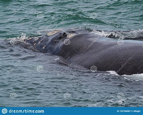 Southern Right Whale Eubalaena Australis In Walker Bay Hermanus