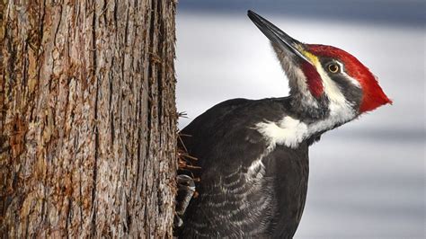 12 Wisconsin Birds To Look For In Your Backyard And Beyond