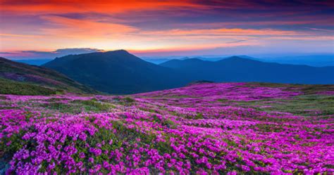 Magic Pink Rhododendron Flowers On Summer Mountain Stock Photo