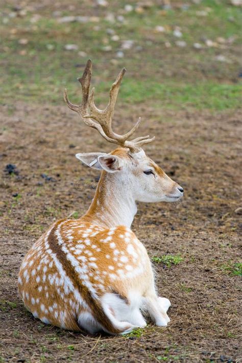 Sika Deer Stock Image Image Of Feed Spotty Animal 37895643