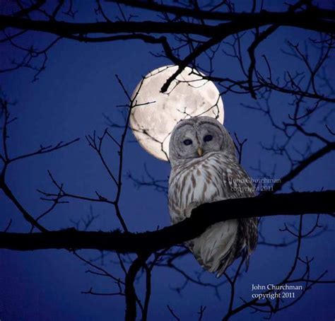 Barred Owl On A Winter Afternoon In Vermont Owl Owl Pictures Owl Moon
