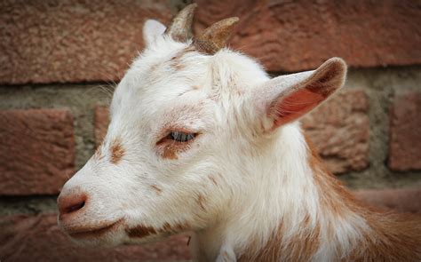 Free Images Nature Kid Cute Goat Horn Livestock Fauna Close Up