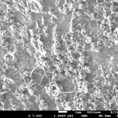 Sem Image Of Bevacizumab Loaded Plga Nanoparticles Bevacizumabplga