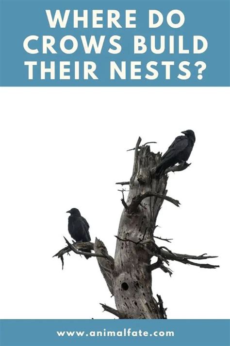Where Do Crows Build Their Nests And How To Find Them Animalfate