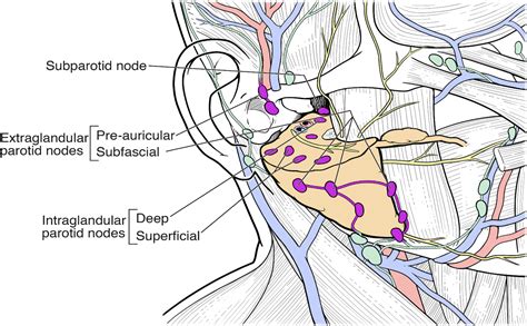 Surgical Anatomy Of The Lymphatic Drainage Of The Salivary Glands A