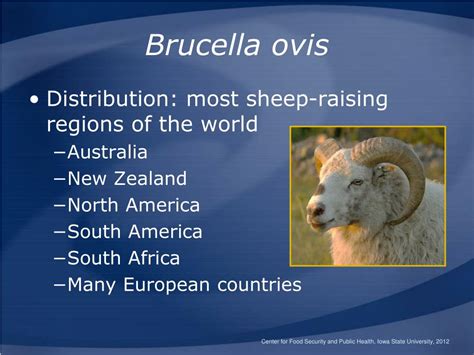 Ppt Brucellosis Powerpoint Presentation Free Download Id1250590