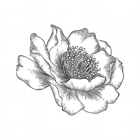 How To Draw A Camellia Camellia 1 Flower Drawing Color Pencil