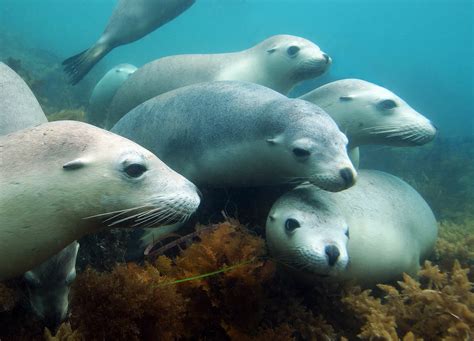 Protection For Sea Lions Welcomed By Environment Groups Australian