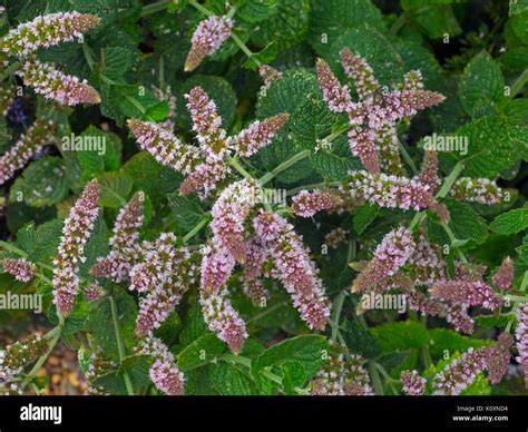 Mint Bowles Mentha Rotundifolia Flowers And Leaves Stock Photo Alamy