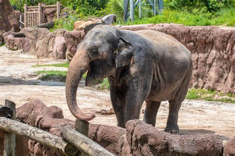 Elefante Em Jardins Tampa Bay De Busch Florida Foto Editorial Imagem