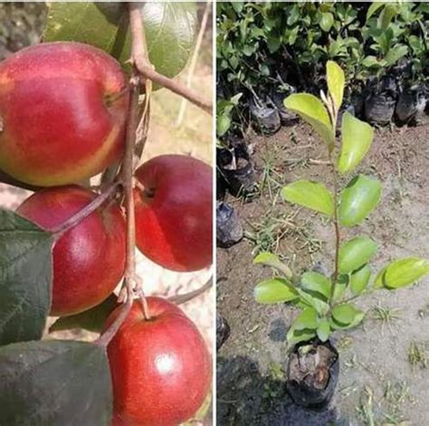 Thailand Variety Red Apple Bar Fruit Plant Height 10 To 12 Inch At Rs 12piece सेब का पौधा