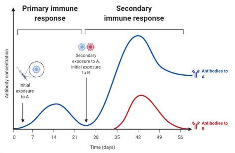 Primary And Secondary Immune Response With 11 Differences