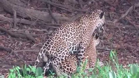 Jaguars Mating Youtube