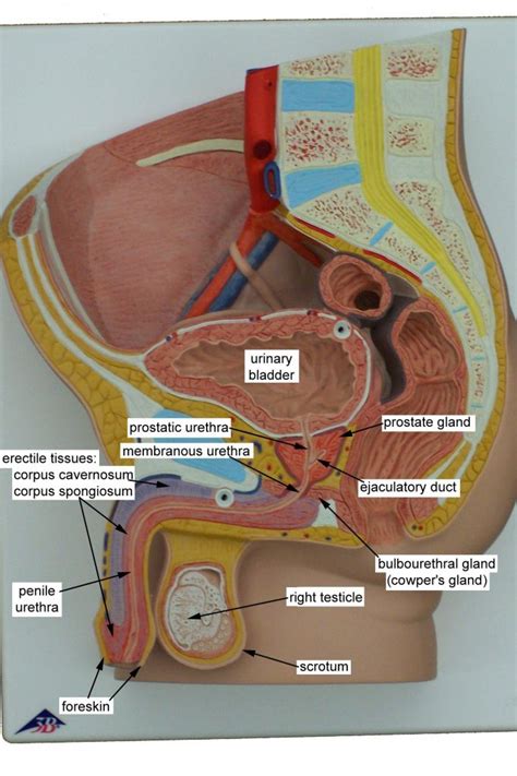 Model Of Male Reproductive System Male Reproductive System Model Human