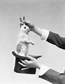 Magician Pulling Rabbit Out Of Hat Photograph by H. Armstrong Roberts ...