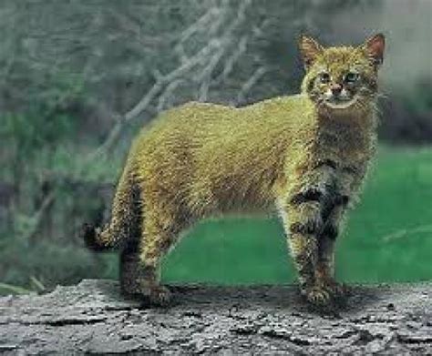 Colocolo is a species of wild cat that originates from south america. Colocolo - Totems-Scouts.be