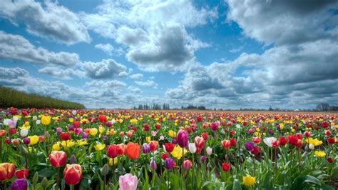 1920x1080 1920x1080 tulips field flowers nature sky wallpaper coolwallpapers me