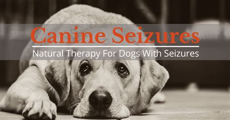Cbd oil for cats can be very effective in treating a variety of ailments and behavioral disorders. Dog With Seizures - What Causes Dog Seizures?