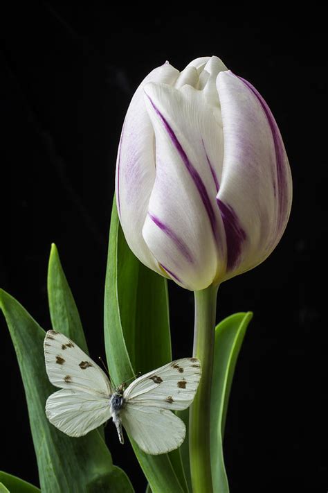Tulip With White Butterfly Photograph By Garry Gay Fine Art America