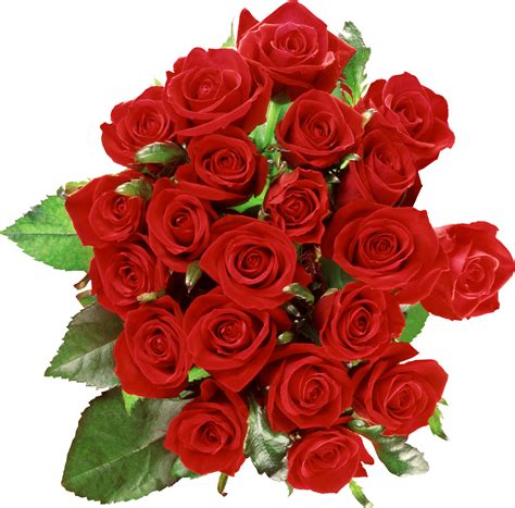 Single rose free download transparent. Rose PNG flower images, free download