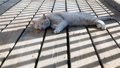 Summer Safety Tips For Using The Deck And Catio With Your Cat Pet Voice