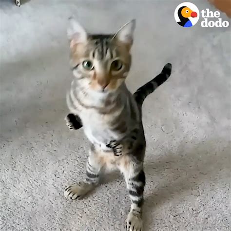 The Dodo On Twitter This Cat Has Super Short Front Legs — But He Is Fearless 😻