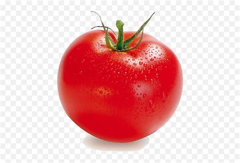 Red Tomatoes Single Tomato Images Hd Pngtomato Clipart Png Free