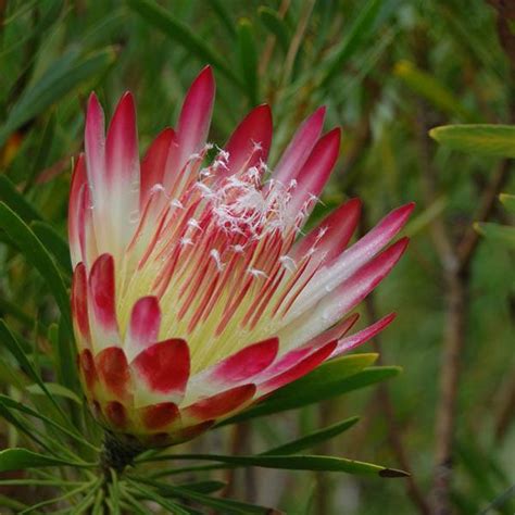 Buy Protea Repens Red Honey Pot Sugarbush Australian Seed