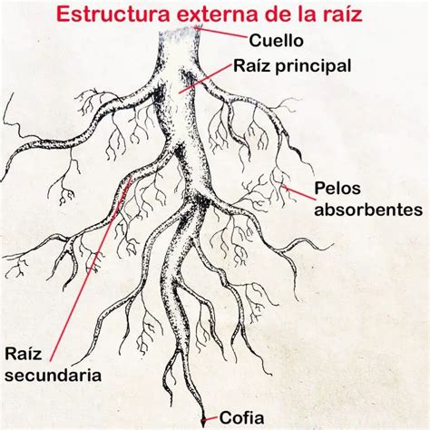 Nutrición en vegetales estructura y función de raíz y hoja