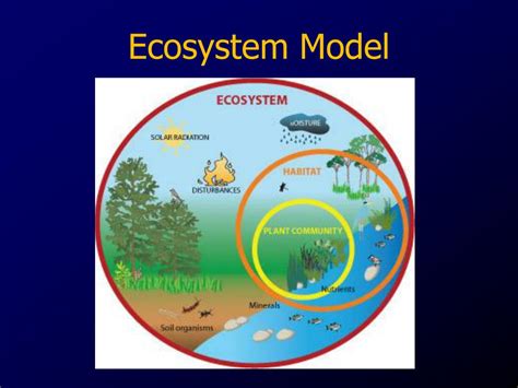 Ppt Ecosystem Model Powerpoint Presentation Free Download Id2578627