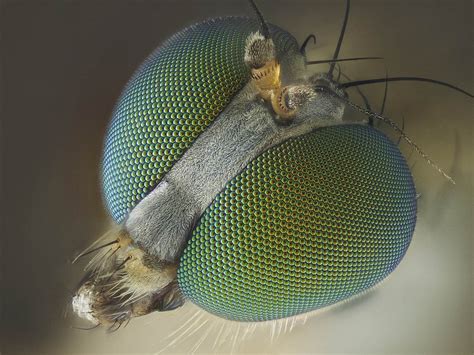 Olympus Bioscapes 2013 Insect Eyes Micro Photography Long Legged Fly