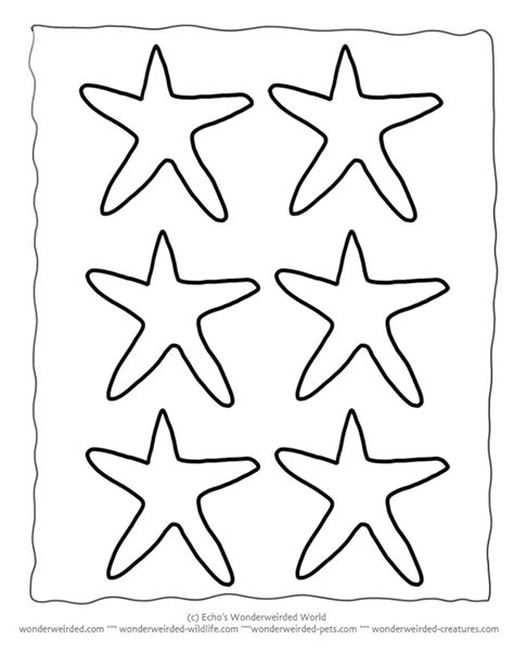 Printable Starfish Template Echos Free Starfish Outline Patterns At