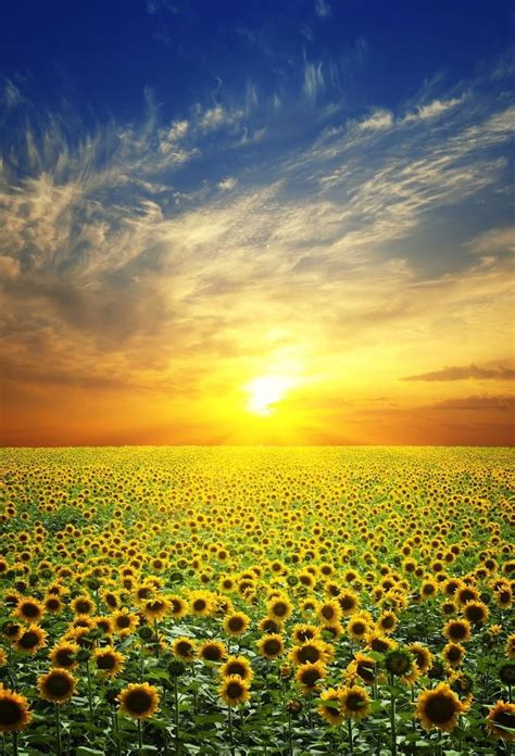 Sunrise Over A Field Of Flowers Is There Anything Better Summer