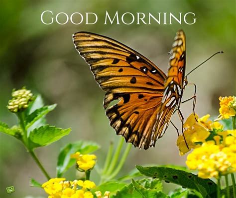 Delicate Harmony Good Morning Pics With Butterflies