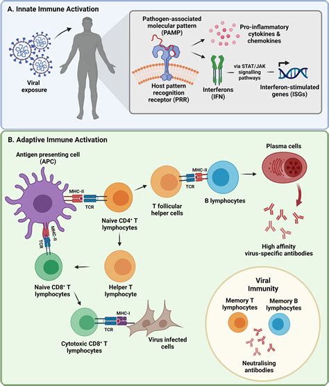 Simple Immune Response Diagram