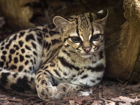 Margay Leopardus Wiedii A Rare South American Cat Watches The