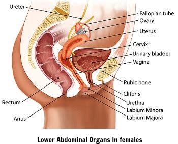 It is due to the growing womb (uterus) pulling on the structures (round ligaments and broad ligament) which hold it in place. Female Abdominal Pain | Top Ten Causes of Abdominal Pain ...