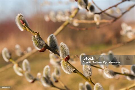 Nahaufnahme Der Muschi Weiden Auf Natur Hintergrund Stockfoto Und Mehr