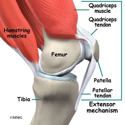 This mri knee cross sectional anatomy tool is absolutely free to use. Knee Anatomy | eOrthopod.com
