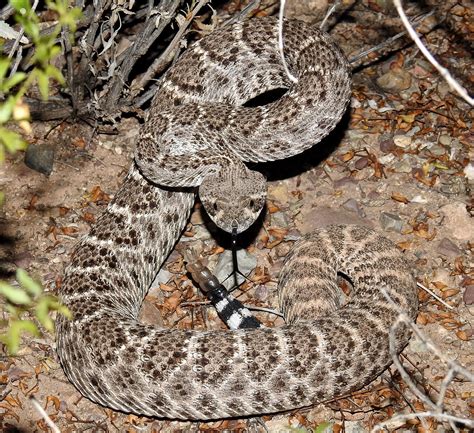 Western Diamondback Rattlesnake Crotalus Atrox