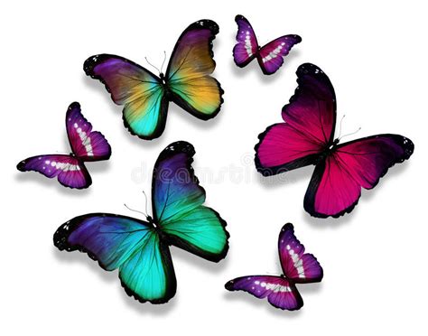 Many Different Butterflies Flying Stock Illustration Illustration Of