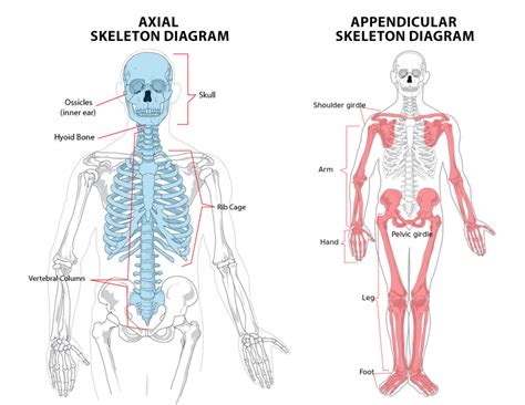 Skeletal System Introduction Parts Functions Diagram Fact