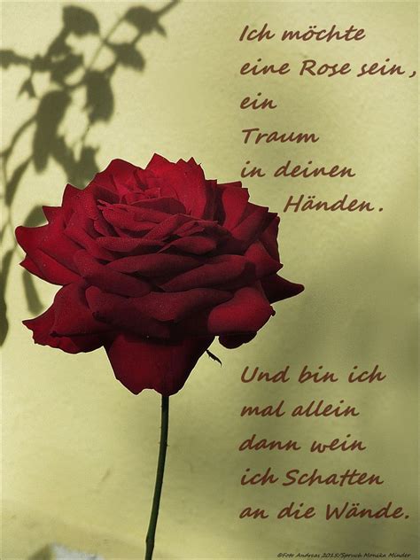 Wenn in der nacht die rosen weinen und dein herz vor sehnsucht bricht, möcht ich dir im traum erscheinen und dir sagen ich liebe dich! Ich möchte eine Rose sein Foto & Bild | karten und ...