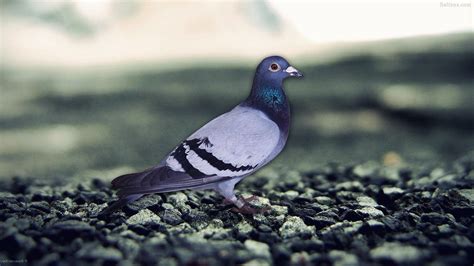 Pigeon Wallpapers Top Free Pigeon Backgrounds Wallpaperaccess