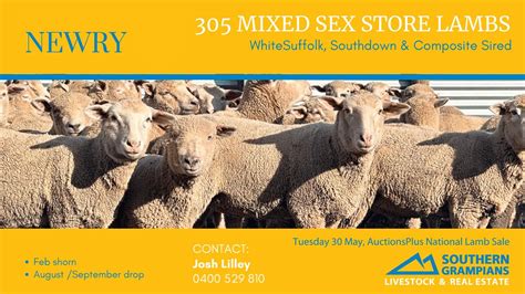 Newry 305 Mixed Sex Store Lambs May 2023 Youtube